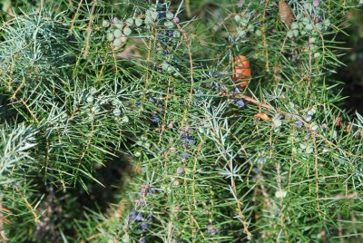 Juniperus rigida - jalovec tuhý